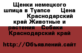 Щенки немецкого шпица в Туапсе!  › Цена ­ 8 000 - Краснодарский край Животные и растения » Собаки   . Краснодарский край